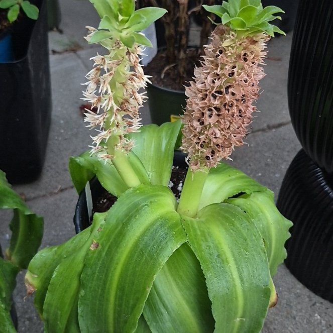 Photo of the plant species Regal Pineapple Lily by @TangibleCowbane named Surya on Greg, the plant care app