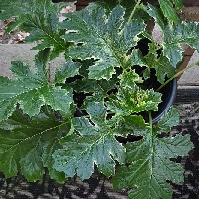 Photo of the plant species Bear's Breeches by @TangibleCowbane named Aria on Greg, the plant care app