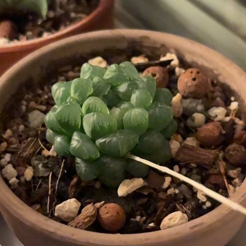 Photo of the plant species Haworthia cooperi var. obtusa by @IdolizedSeaoats named Messi on Greg, the plant care app
