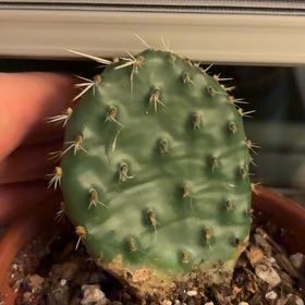 Photo of the plant species Grassland Prickly Pear by @IdolizedSeaoats named Apollo on Greg, the plant care app