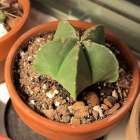Photo of the plant species Astrophytum myriostigma var. nudum by @IdolizedSeaoats named Sonora on Greg, the plant care app