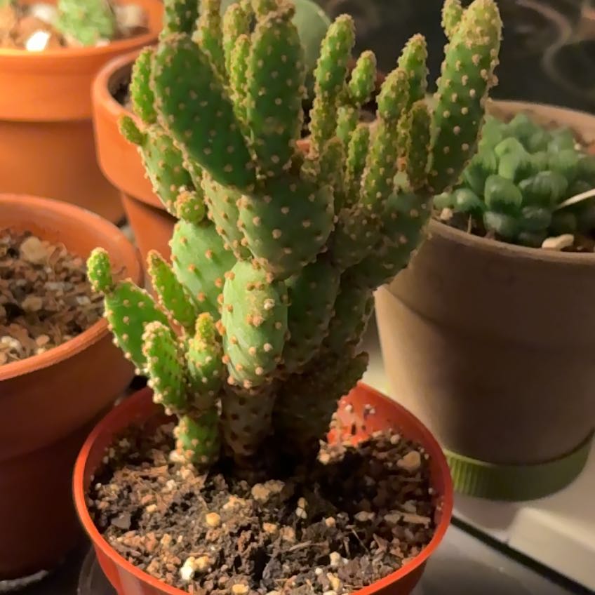 Photo of the plant species Mini Cinnamon Cactus by @IdolizedSeaoats named Sol on Greg, the plant care app