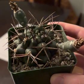 Photo of the plant species Gymnocalycium schickendantzii subsp. delaetii by @IdolizedSeaoats named Kendall on Greg, the plant care app