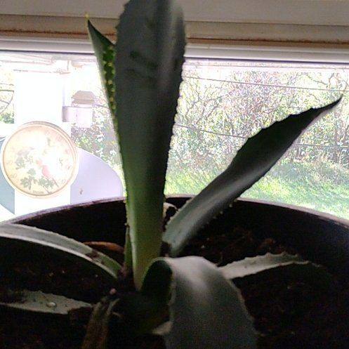 Photo of the plant species Blue Agave by @HeirGrapeivy81 named Gomez on Greg, the plant care app