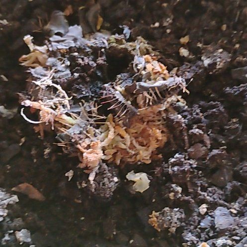 Photo of the plant species Dente Fly Trap by @HeirGrapeivy81 named Prince on Greg, the plant care app