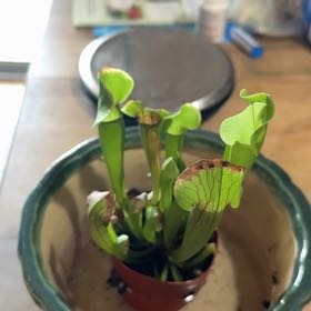 Photo of the plant species Purple Pitcher Plant by @HomelyBushpoppy named Leonardo on Greg, the plant care app