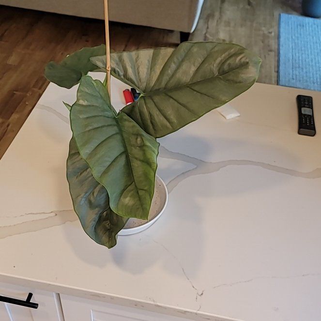 Photo of the plant species Alocasia by @RealTutu85 named Girlfrond on Greg, the plant care app