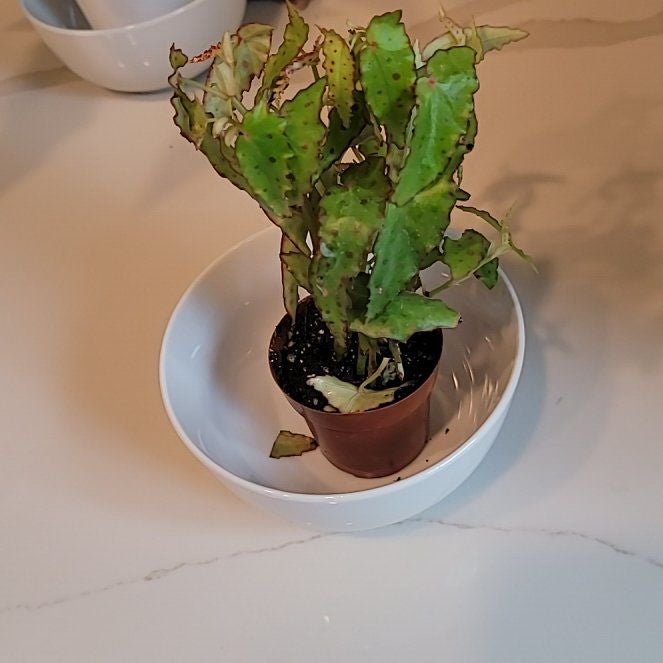 Photo of the plant species Begonia amphioxus by @RealTutu85 named Kardashian on Greg, the plant care app