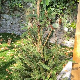 Photo of the plant species Norway Spruce by @LovelyRedpine67 named LiloStitch on Greg, the plant care app