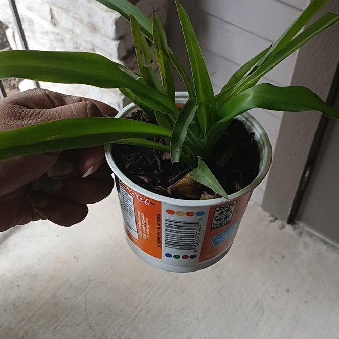 Photo of the plant species Chinese ground orchid by @RobustPigfern71 named Bruce Lee on Greg, the plant care app