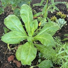 Photo of the plant species beach cabbage by @AgileRosebush7 named Robert Plant on Greg, the plant care app