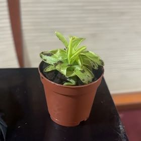 Photo of the plant species Primrose Butterwort by @RefulgentFern named Diana on Greg, the plant care app