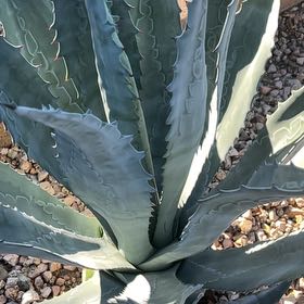 Photo of the plant species Mescal by @SkilledSalad28 named Prince on Greg, the plant care app