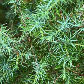 Photo of the plant species American Common Juniper by @SkilledSalad28 named ChloroPhil on Greg, the plant care app