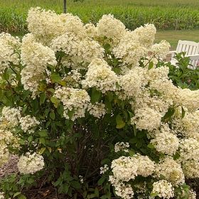 Photo of the plant species Hydrangea Paniculata by @SkilledSalad28 named Lebron on Greg, the plant care app