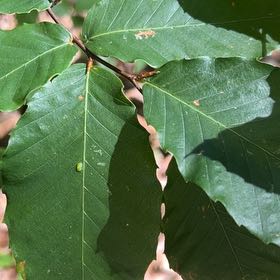 Photo of the plant species American Beech by @SkilledSalad28 named Bieber on Greg, the plant care app