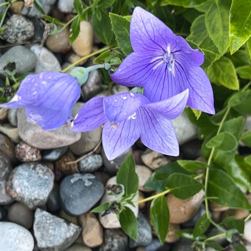 Photo of the plant species Balloon-Flower by @SkilledSalad28 named Zion on Greg, the plant care app