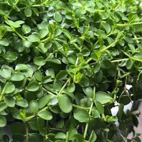 Photo of the plant species Acorn Peperomia by @HolyCacto85 named Wall-E on Greg, the plant care app