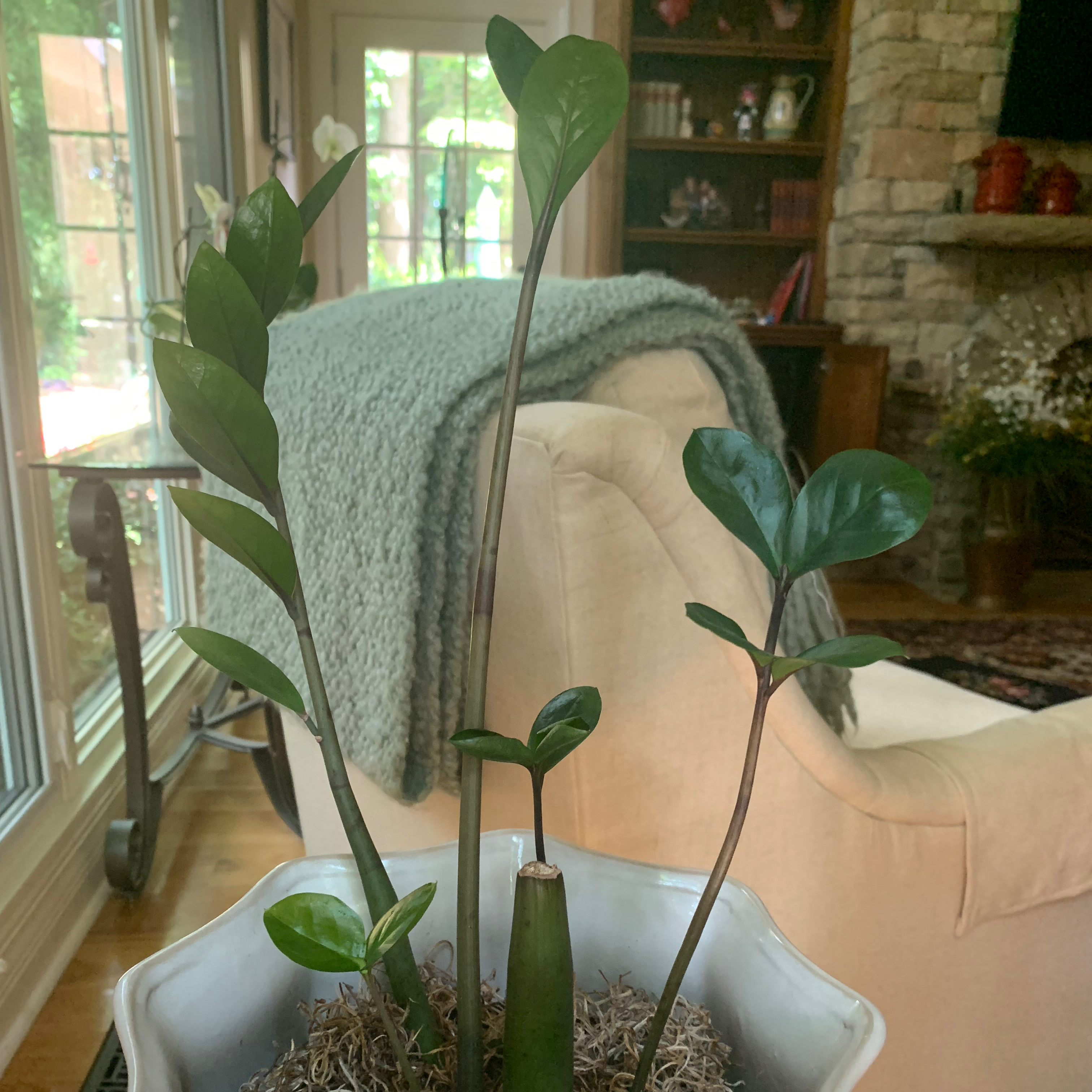 Zamioculcas Zamiifolia plant photo by @Catalina0904 named Zsa Zsa on Greg, the plant care app.