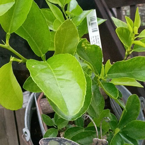 Photo of the plant species semi-dwarf lime tree by @SpeedyNeslia27 named Sigmund on Greg, the plant care app