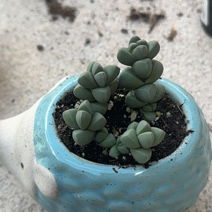 Photo of the plant species Corpuscularia by @StockyAsarina87 named Cleopatra on Greg, the plant care app