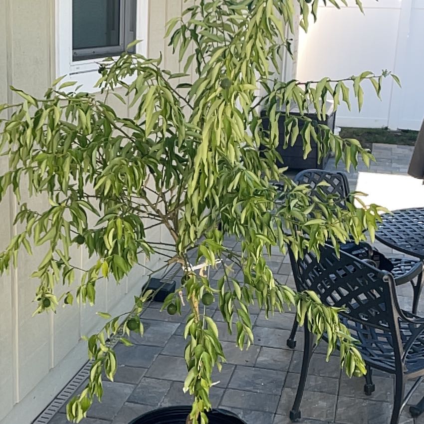 Photo of the plant species Limequat by @PetPegaropa4 named Captain Plant-it on Greg, the plant care app