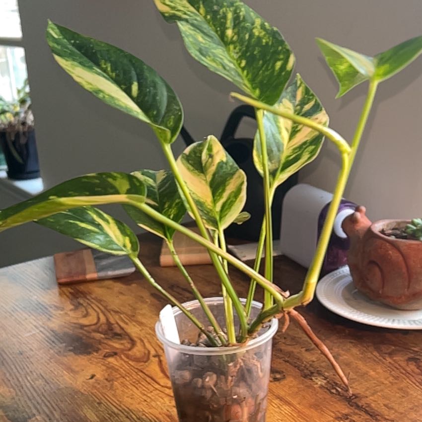 Photo of the plant species Yellow Flame by @BigPropa named Zuko on Greg, the plant care app