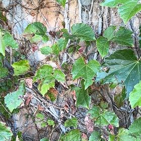 Photo of the plant species Japanese Ivy by @GoodGloriosa23 named Marilyn on Greg, the plant care app