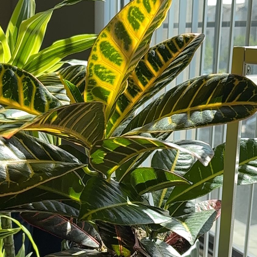 Photo of the plant species Croton petraeus by @AlertPrenanthes named James Dean on Greg, the plant care app