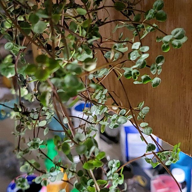 Photo of the plant species Pilea Silver Sparkle by @LoyalMira52 named Achilles on Greg, the plant care app