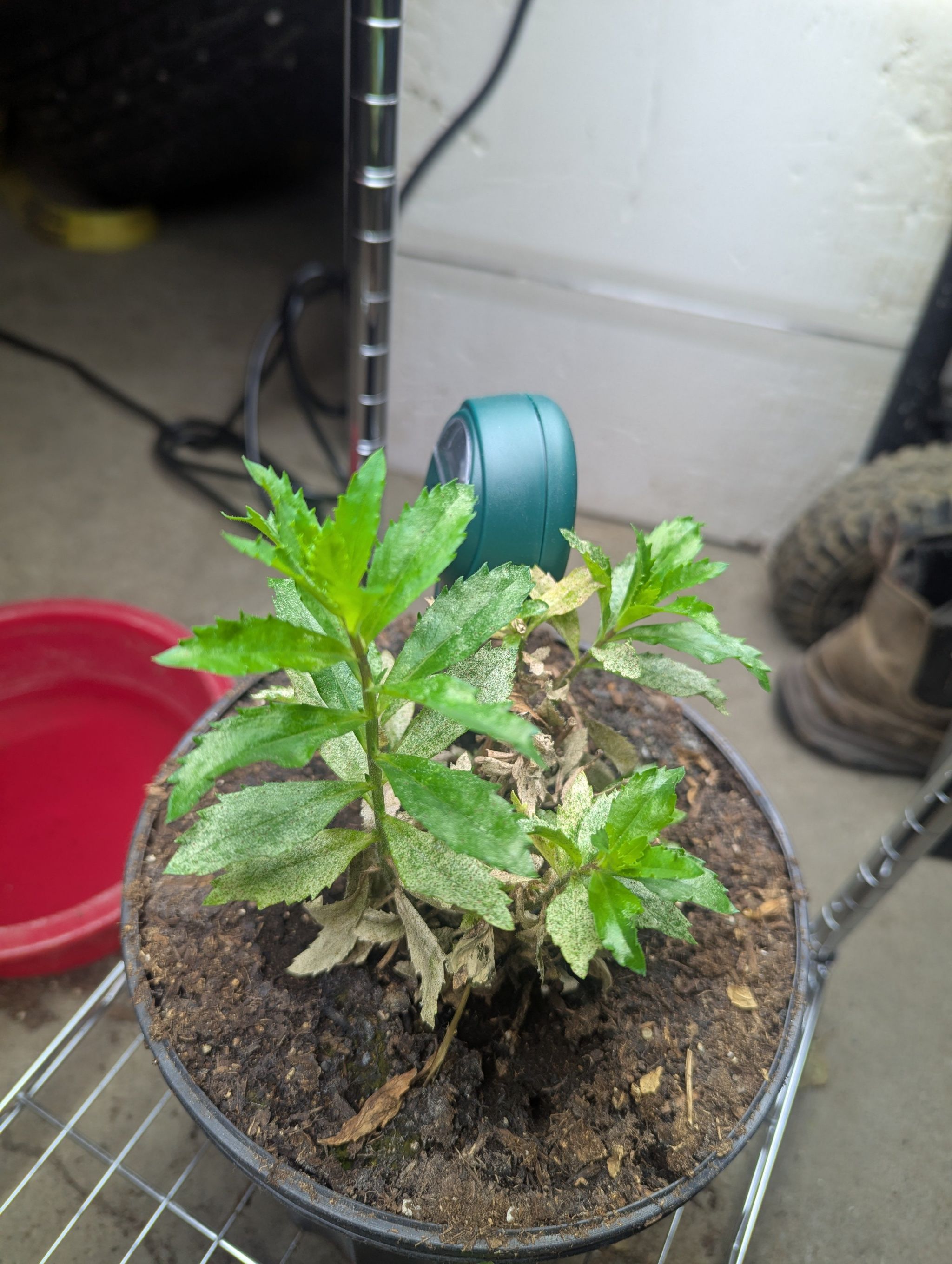 Photo of the plant species Narrowleaf Angelonia by @ZestRedwood83 named Sol on Greg, the plant care app