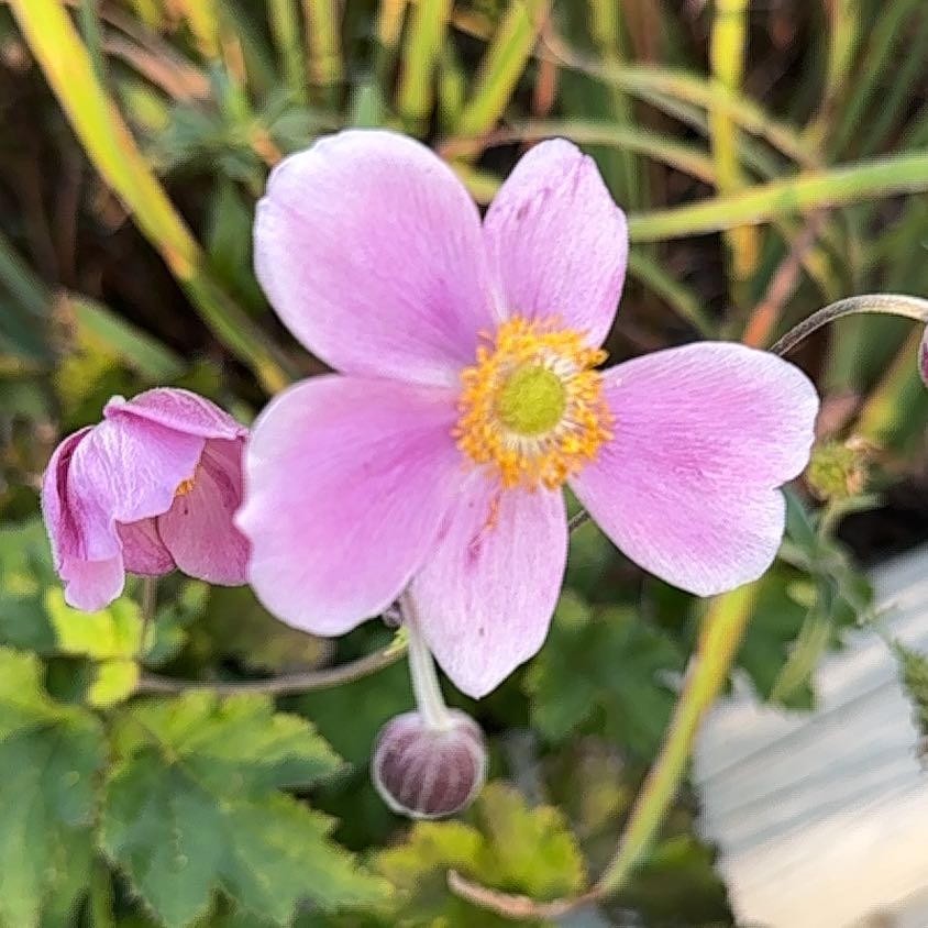 Photo of the plant species Eriocapitella hupehensis by @HipRazorsedge94 named Austen on Greg, the plant care app
