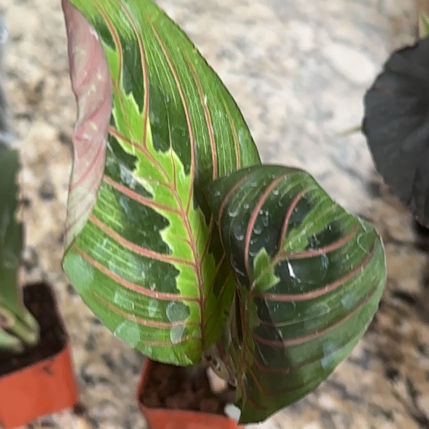 Photo of the plant species American Wintergreen by @MentorHenbane31 named Bigleef Smalls on Greg, the plant care app