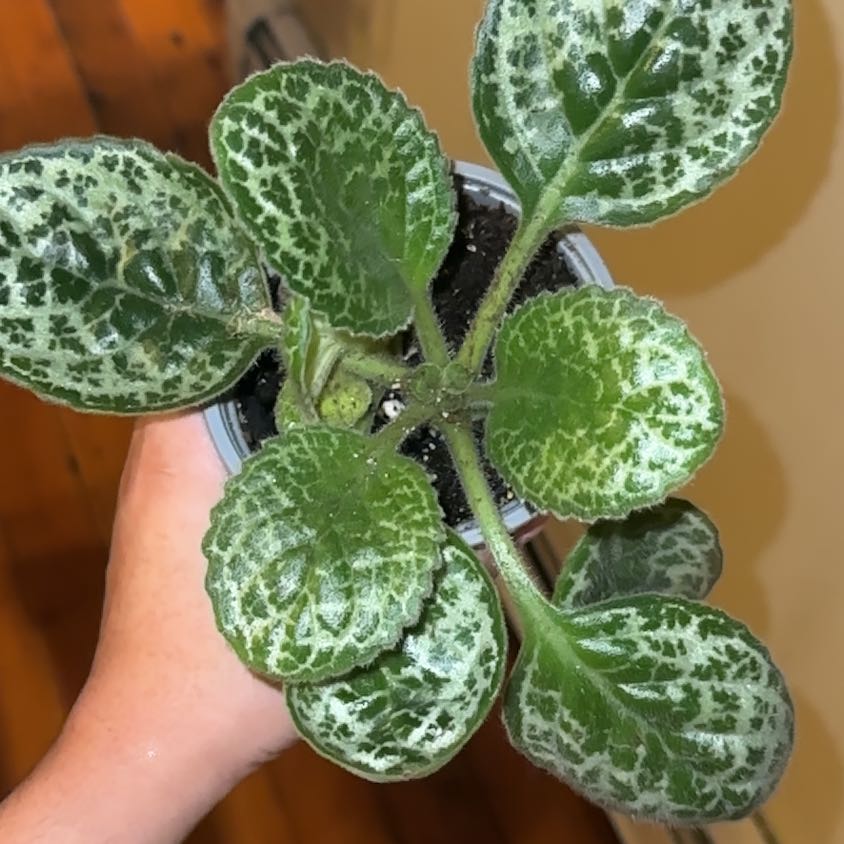 Photo of the plant species Downy Rattlesnake Plantain by @HeartyMyagrum9 named Daphne on Greg, the plant care app