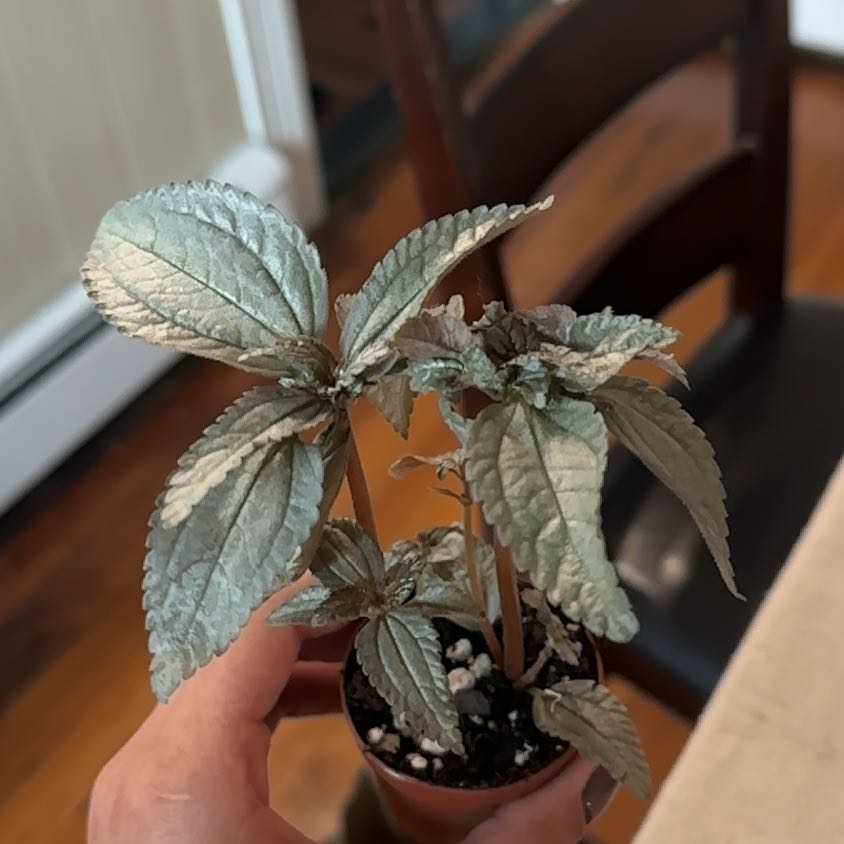 Photo of the plant species Silver Cloud Pilea by @HeartyMyagrum9 named Willow on Greg, the plant care app