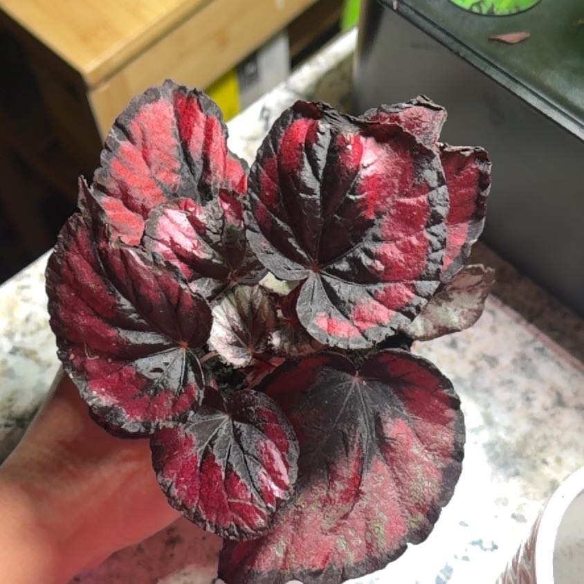 Photo of the plant species Begonia 'Red Kiss' by @HeartyMyagrum9 named Denali on Greg, the plant care app