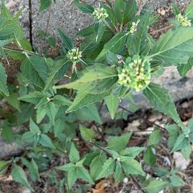Photo of the plant species Toothed Euphorbia by @BeautifulKoa14 named Naomi on Greg, the plant care app