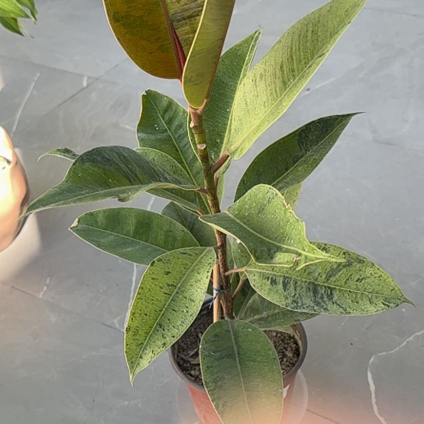 Photo of the plant species Ficus elastica by @EthicalPokaka54 named Marley on Greg, the plant care app