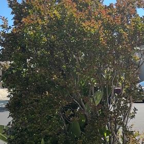 Photo of the plant species Southern Magnolia by @WittyWeed67 named Willow on Greg, the plant care app
