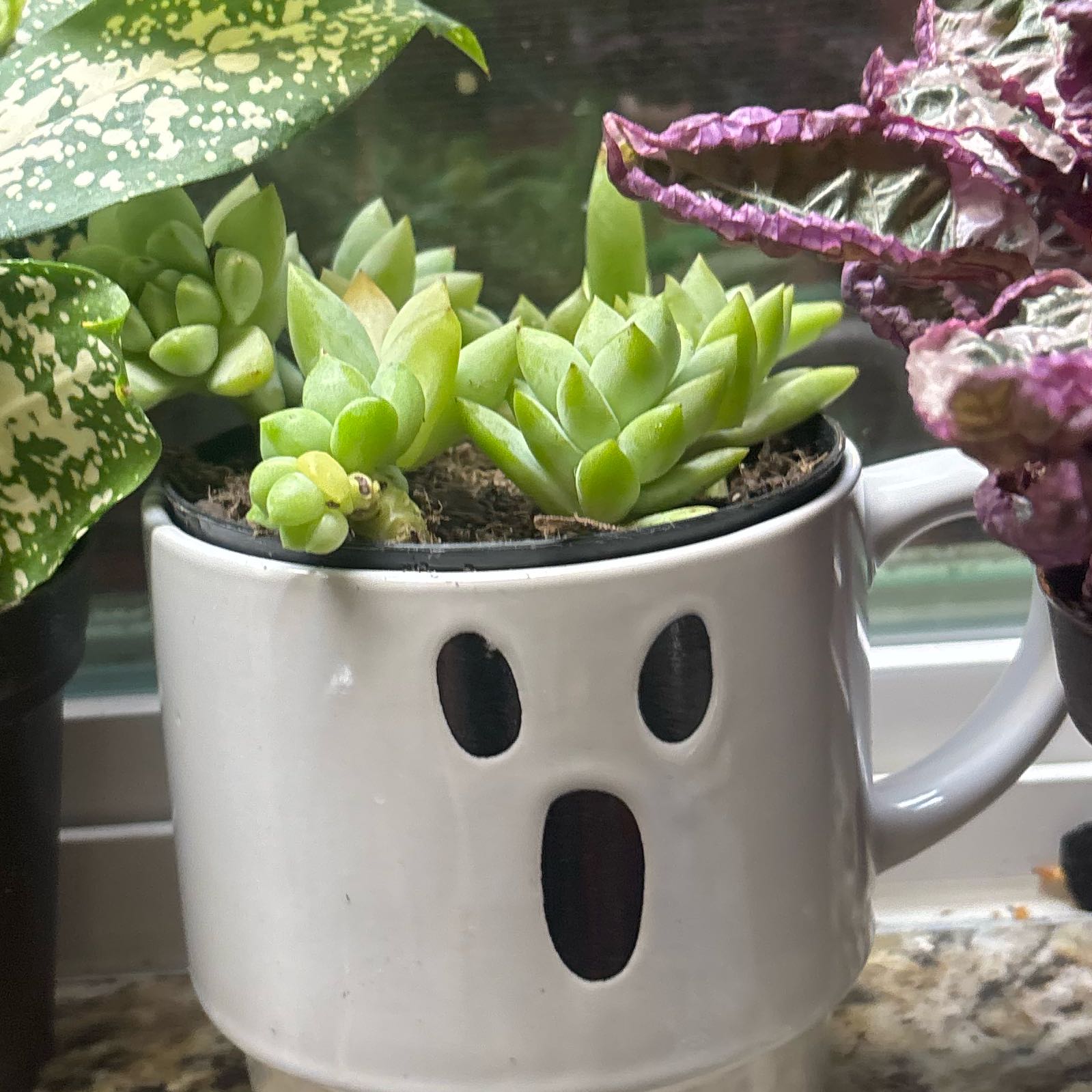 Photo of the plant species SEDEVERIA PERIDOT P by @PrizeHoyajade6 named Maya on Greg, the plant care app