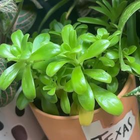 Photo of the plant species Sedum cepaea by @PrizeHoyajade6 named Elina on Greg, the plant care app