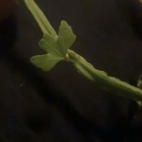 Photo of the plant species Adamant Creeper by @PrizeHoyajade6 named Cleopatra on Greg, the plant care app