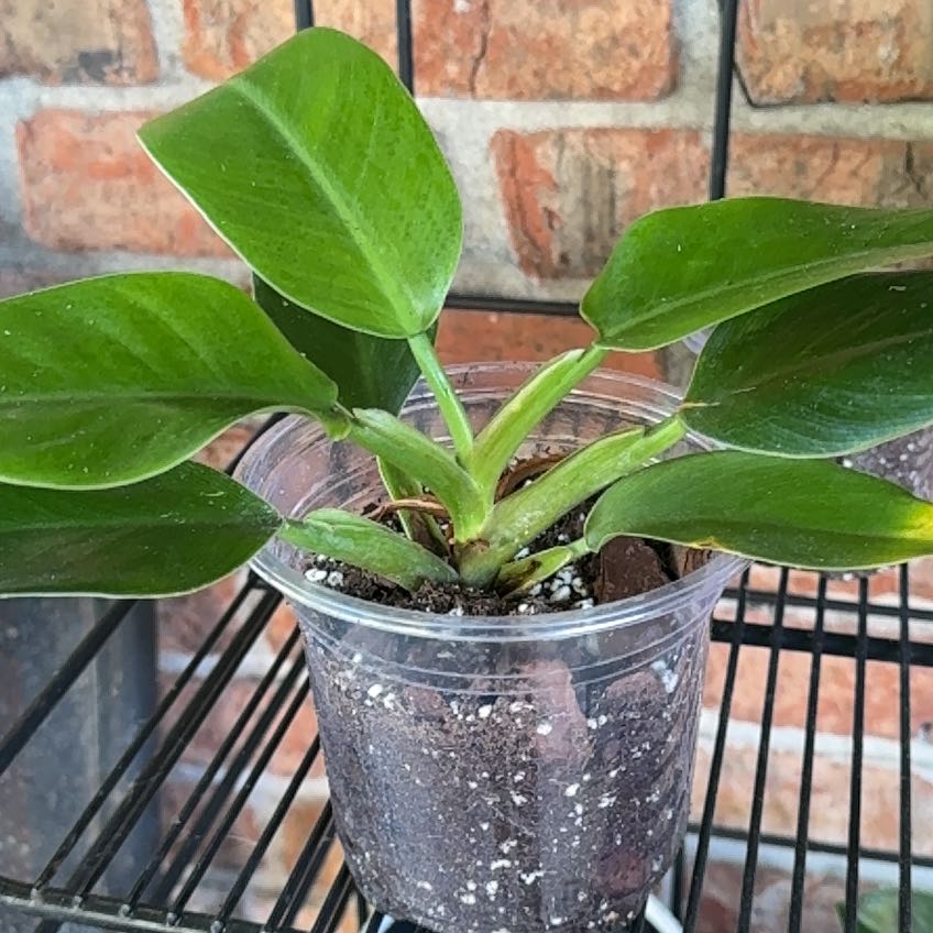 Photo of the plant species Pigskin Philodendron by @SugarJavafern82 named Luna on Greg, the plant care app