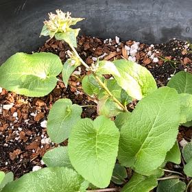 Photo of the plant species Clustered Bellflower by @FinestPhlox55 named Figyonce on Greg, the plant care app