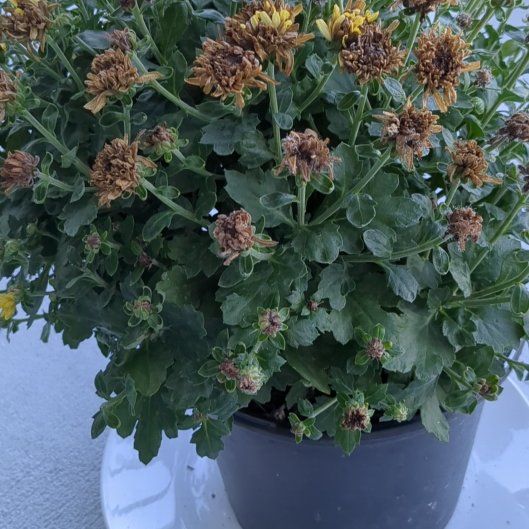 Photo of the plant species Chrysanthemum 'Amata' by @NeatRedtree41 named Coco on Greg, the plant care app