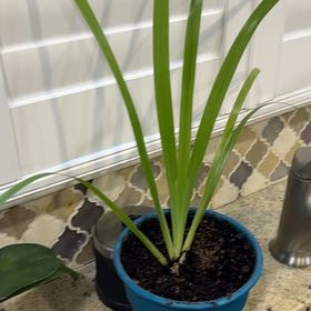 Photo of the plant species Walking Iris by @HeroColeus33 named Walking Iris- Plato (CR) on Greg, the plant care app