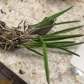 Photo of the plant species Lady of the Night by @HeroColeus33 named Orchid Orlando Bloom (MB) on Greg, the plant care app