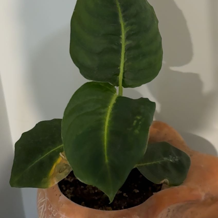 Photo of the plant species Green Magic Dumb Cane by @HeroColeus33 named Dumb Cane- Harmony (K) on Greg, the plant care app