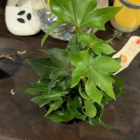 Photo of the plant species Royal Hustler Ivy by @HeroColeus33 named Ivy- Terra (B) on Greg, the plant care app
