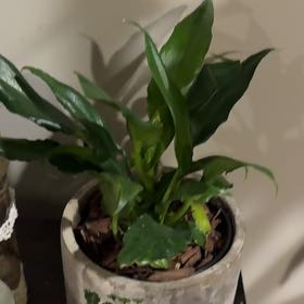 Photo of the plant species Jungle Fever Green by @HeroColeus33 named Lola on Greg, the plant care app
